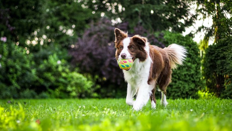 The Role of Play in Effective Dog Training