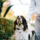 The Role of Positive Reinforcement in Effective Dog Training