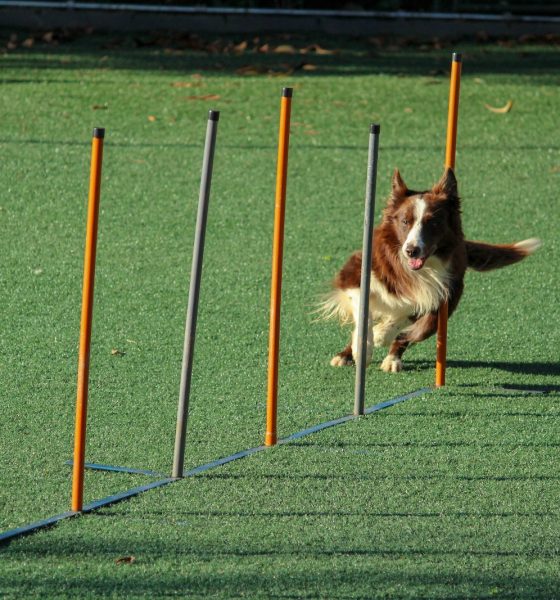 The Role of Timing and Consistency in Effective Dog Training