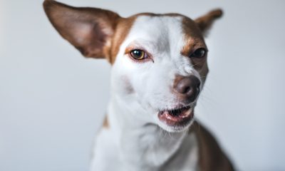 Understanding Aggression in Dogs and How to Handle It