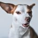 Understanding Aggression in Dogs and How to Handle It
