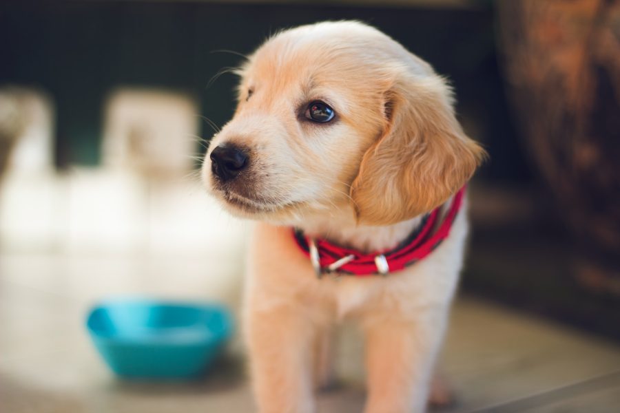 Understanding and Addressing Separation Anxiety in Dogs