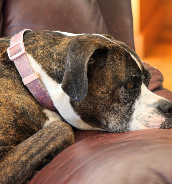 Understanding Fear and Anxiety in Dogs and How to Help Them