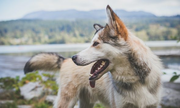 Understanding Food Aggression in Dogs and How to Address It