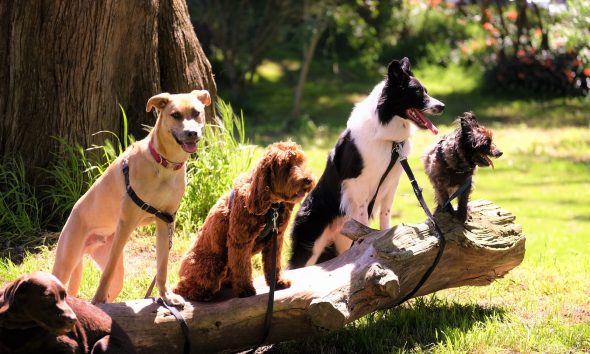 Understanding Hyperactivity in Dogs and How to Manage It