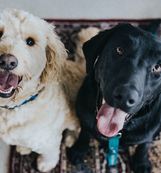 Understanding Phobias in Dogs and How to Address Them