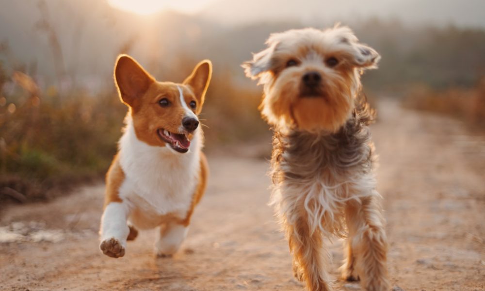 Understanding Prey Drive in Dogs and How to Manage It