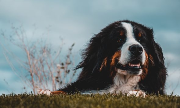Understanding Resource Guarding in Dogs and How to Handle It