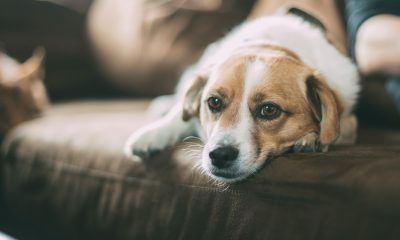 Understanding Separation Anxiety in Dogs and How to Treat It
