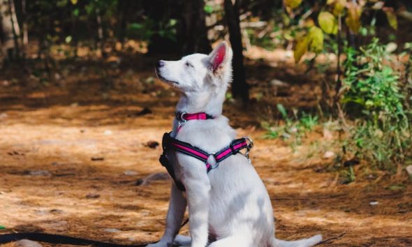 Understanding the Different Types of Reinforcement in Dog Training