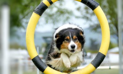 Understanding the Link Between Exercise and Good Behavior in Dogs