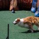 Using Treats Effectively When Dog Training