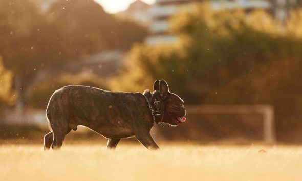 Photo inspiration: Picture Idea: The Importance Of Crate Training For Your Dog